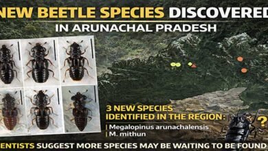 New Beetle Species Discovered in Arunachal