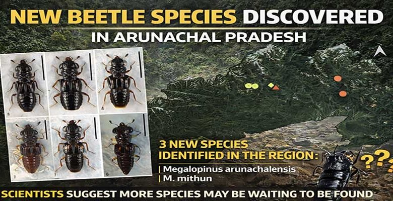 New Beetle Species Discovered in Arunachal