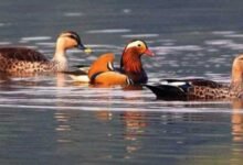 Arunachal : Siikhe Lake Emerges as Birding Hotspot