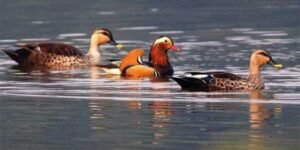 Arunachal : Siikhe Lake Emerges as Birding Hotspot
