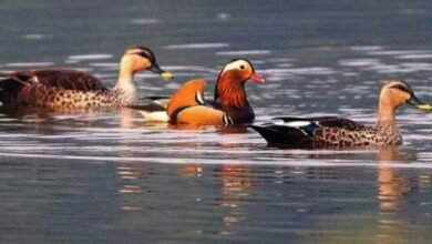 Arunachal : Siikhe Lake Emerges as Birding Hotspot