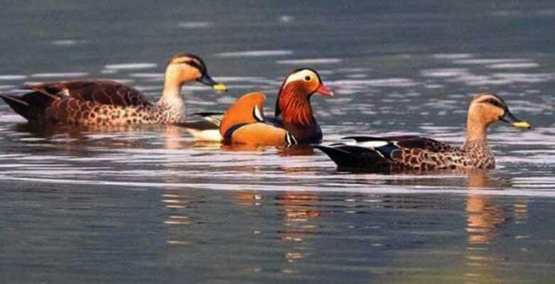 Arunachal : Siikhe Lake Emerges as Birding Hotspot