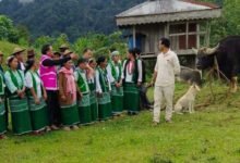 Arunachal: Bull Exchange Program Promotes Scientific Mithun Breeding in West Siang