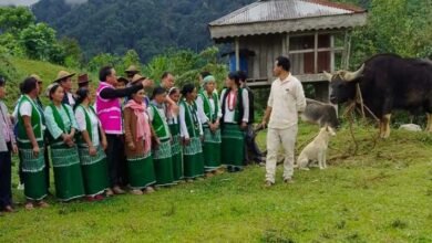 Arunachal: Bull Exchange Program Promotes Scientific Mithun Breeding in West Siang