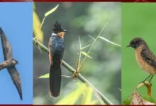 Northeast India Emerges as Bird Migration Hub
