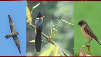 Northeast India Emerges as Bird Migration Hub