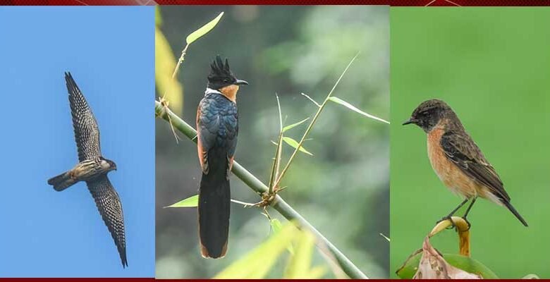 Northeast India Emerges as Bird Migration Hub