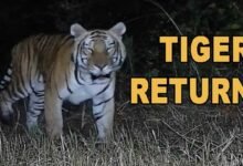 Arunachal: Tiger Returns to D’Ering WLS After Two Decades