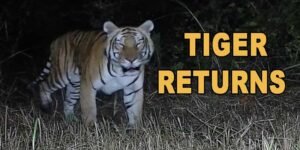 Arunachal: Tiger Returns to D’Ering WLS After Two Decades