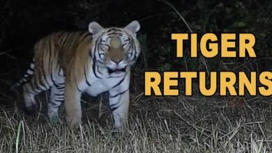 Arunachal: Tiger Returns to D’Ering WLS After Two Decades