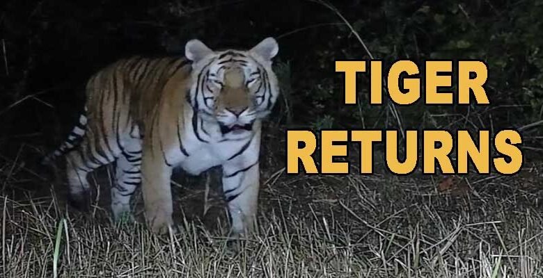 Arunachal: Tiger Returns to D’Ering WLS After Two Decades