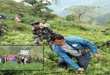 Arunachal: Joint Operation Destroys 1500 Kg of Wild Cannabis in Tawang Dist
