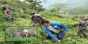 Arunachal: Joint Operation Destroys 1500 Kg of Wild Cannabis in Tawang Dist