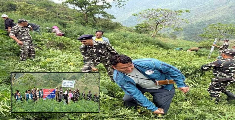 Arunachal: Joint Operation Destroys 1500 Kg of Wild Cannabis in Tawang Dist