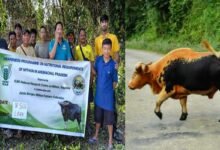 Arunachal: Mithun Farming Awareness Drive Begins in Arunachal
