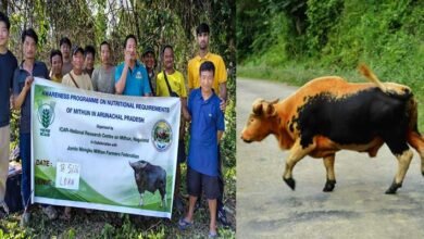 Arunachal: Mithun Farming Awareness Drive Begins in Arunachal