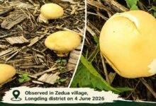 Arunachal: Rare Yellow Puffball Mushroom Recorded in Longding