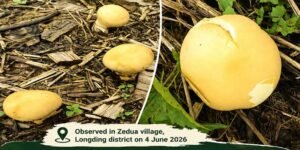 Arunachal: Rare Yellow Puffball Mushroom Recorded in Longding