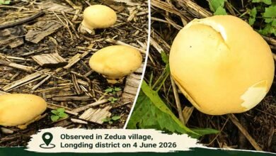 Arunachal: Rare Yellow Puffball Mushroom Recorded in Longding