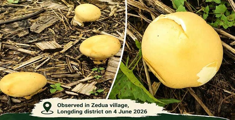 Arunachal: Rare Yellow Puffball Mushroom Recorded in Longding