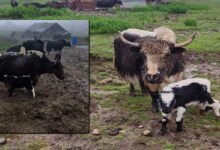 Artificial Insemination Boosts Yak Breeding in Sikkim