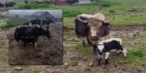 Artificial Insemination Boosts Yak Breeding in Sikkim