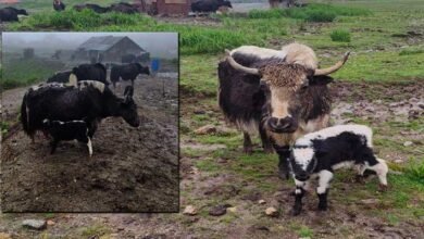 Artificial Insemination Boosts Yak Breeding in Sikkim
