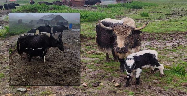 Artificial Insemination Boosts Yak Breeding in Sikkim