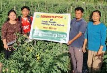Climate-Resilient Tomato Variety Offers New Hope to Arunachal Farmers
