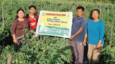 Climate-Resilient Tomato Variety Offers New Hope to Arunachal Farmers
