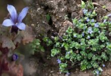 Rare Himalayan Flower Rediscovered in Arunachal Pradesh After 158 Years