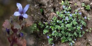 Rare Himalayan Flower Rediscovered in Arunachal Pradesh After 158 Years