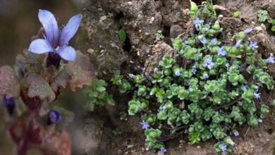 Rare Himalayan Flower Rediscovered in Arunachal Pradesh After 158 Years