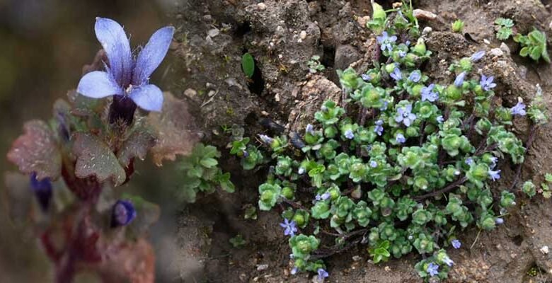 Rare Himalayan Flower Rediscovered in Arunachal Pradesh After 158 Years