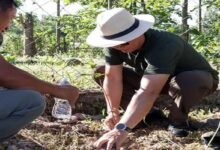 Oken Tayeng Leads Plantation Drive in Mebo