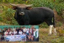 Siang Mithun Farmers Discuss Disease Prevention and Wildlife Challenges