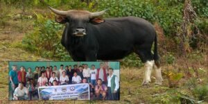 Siang Mithun Farmers Discuss Disease Prevention and Wildlife Challenges