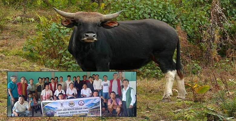 Siang Mithun Farmers Discuss Disease Prevention and Wildlife Challenges