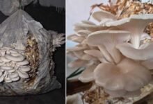 Anjaw Farmers Gain New Option for Oyster Mushroom Cultivation Using Local Crop Waste
