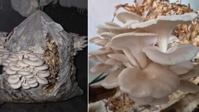 Anjaw Farmers Gain New Option for Oyster Mushroom Cultivation Using Local Crop Waste