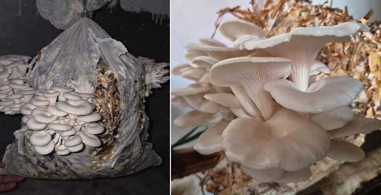 Anjaw Farmers Gain New Option for Oyster Mushroom Cultivation Using Local Crop Waste