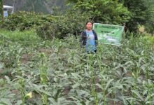 Arka Nikita Emerges as Top-Performing Okra Variety in Anjaw﻿