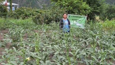 Arka Nikita Emerges as Top-Performing Okra Variety in Anjaw﻿
