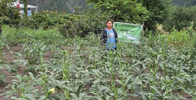 Arka Nikita Emerges as Top-Performing Okra Variety in Anjaw﻿
