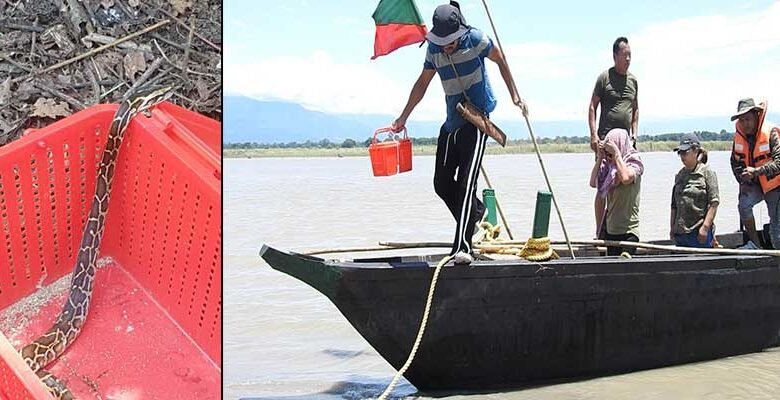 Silluk Villagers Save Python, Urge Protection of Wildlife Over Retaliation