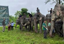 Vantara Expands Elephant Welfare Outreach Across India on World Elephant Day﻿