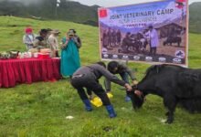 Yak Vaccination Drive Against FMD Begins at 15,400 Feet in Tawang