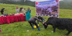 Yak Vaccination Drive Against FMD Begins at 15,400 Feet in Tawang