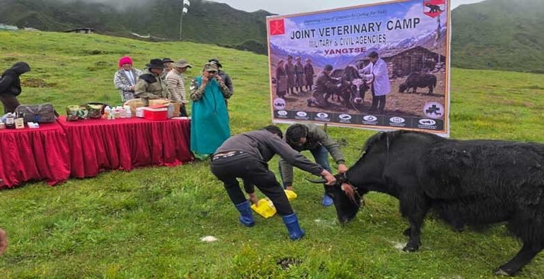 Yak Vaccination Drive Against FMD Begins at 15,400 Feet in Tawang