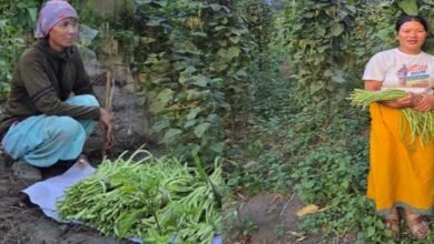 Arka Mangala Yard Long Bean Performs Best in Anjaw